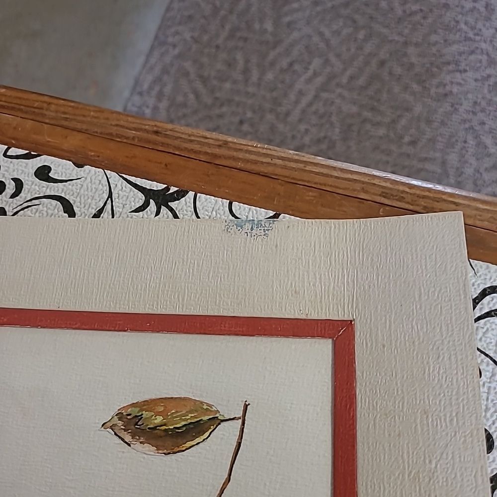 Persimmons Drawing  - Picture 8 of 8